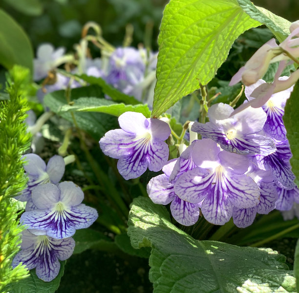 聚焦的雷克斯非洲堇花照片，一种紫色开花植物。图片下载