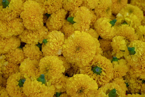 万寿菊黄色花朵，种植园中五彩缤纷的万寿菊。黄色宇宙花农场图片下载