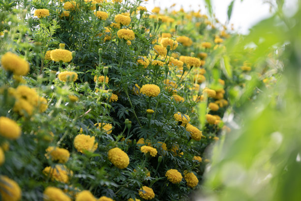 万寿菊黄色花朵，种植园中五彩缤纷的万寿菊。黄色宇宙花农场图片下载