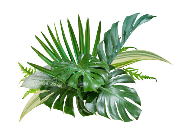 热带绿叶花束的自然背景排列图片下载