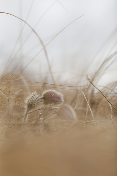 野生花卉植物图片下载