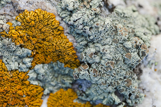 自然图形图片下载