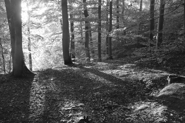 阳光透过树木洒落在地面上的光线，黑白照片图片下载