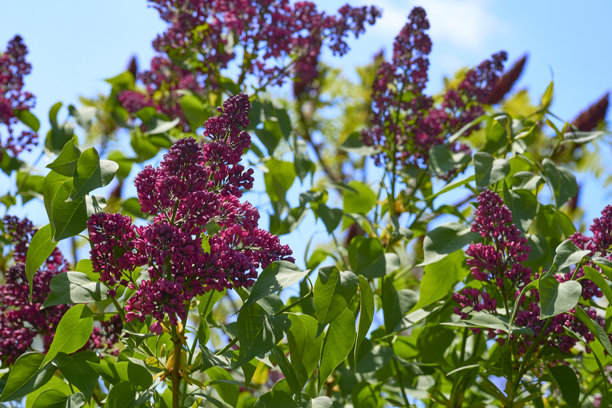 花园公园里美丽的粉紫色丁香枝。爱与温柔。图片下载