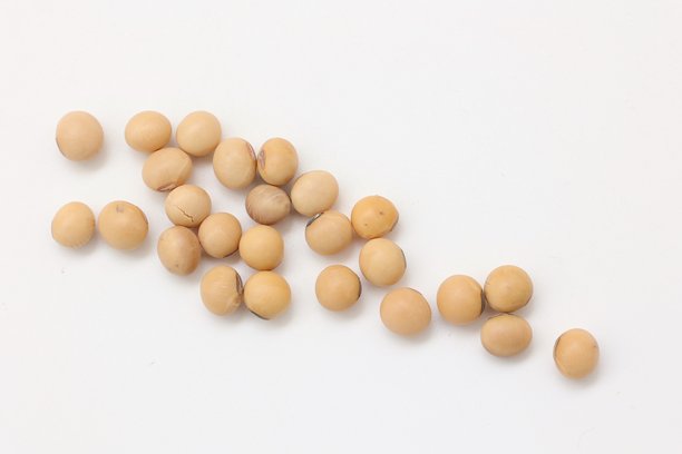 白色背景上的大豆图片下载