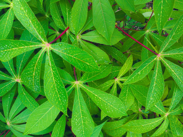 特写照片展示了生机勃勃的绿色木薯叶，上面点缀着闪闪发光的水滴，展现了植物的自然美和新鲜感。图片下载