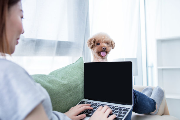 狗坐在主人旁边使用笔记本电脑图片下载