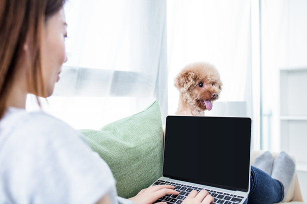 狗坐在主人旁边使用笔记本电脑图片下载