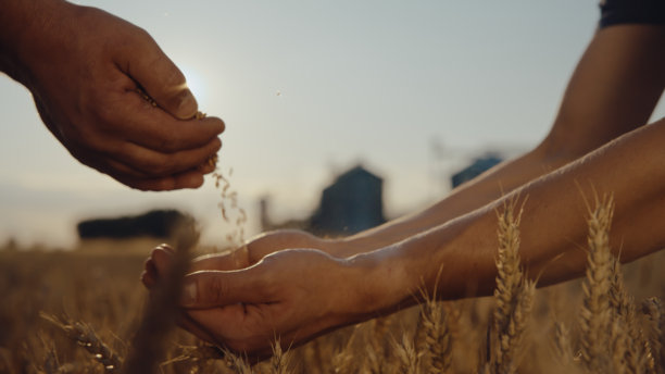 评估田间小麦质量的农民图片下载