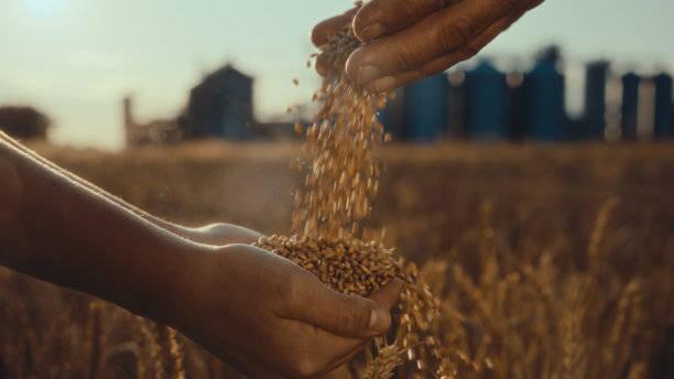 白人农民评估麦田中的作物质量图片下载
