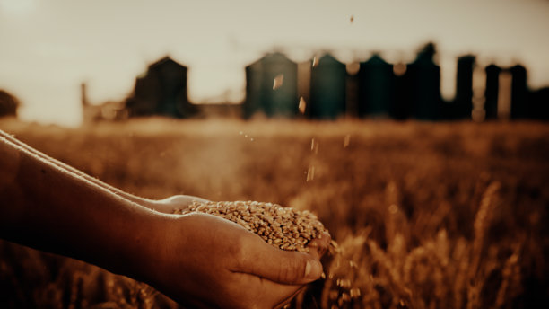 白人农民评估筒仓附近的麦田图片下载