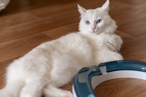 一只毛茸茸的白猫在地板上放松，旁边有一个圆形互动玩具，享受着家中宁静的下午。图片下载