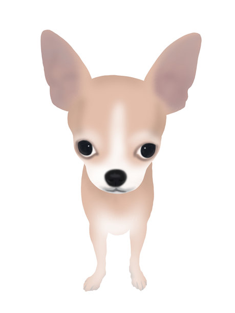 吉娃娃图片下载