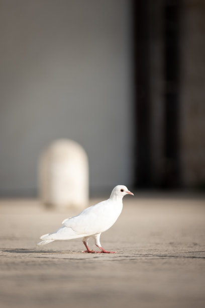 白色鸽子图片下载