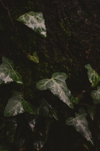 雨后新鲜绿叶上的水滴 - 草地上的雨滴图片下载