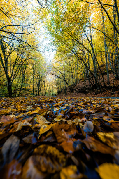 从低角度拍摄的照片，展现了一条宁静的道路，周围是黄橙色树叶的森林，地面完全覆盖着干燥的秋叶。图片下载