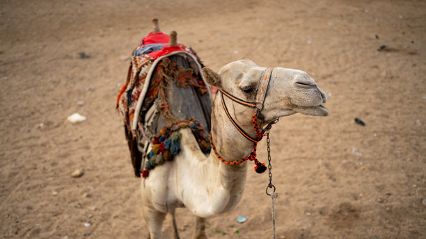 沙漠中的骆驼中景照片图片下载