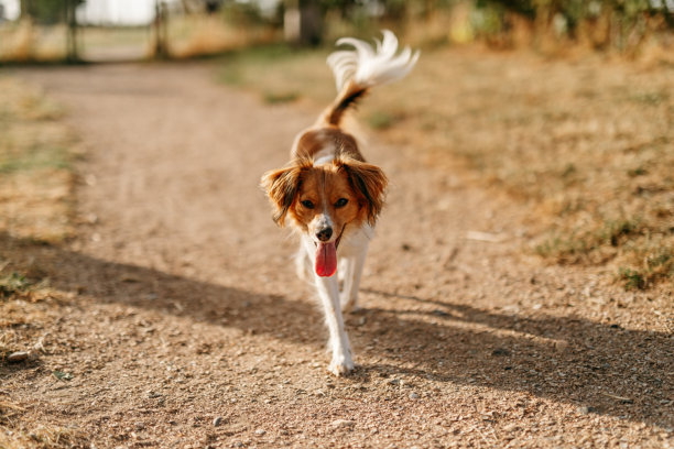 公园里户外的库伊克犬照片。宠物动物肖像摄影。图片下载