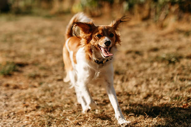 公园里户外的库伊克犬照片。宠物动物肖像摄影。图片下载
