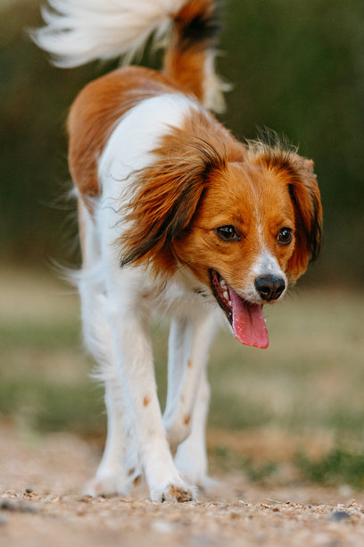 公园里户外的库伊克犬照片。宠物动物肖像摄影。图片下载
