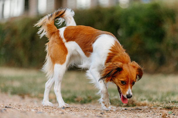 公园里户外的库伊克犬照片。宠物动物肖像摄影。图片下载