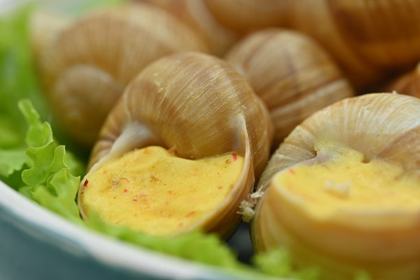 蓝色盘子中的奶酪酱蜗牛照片，蜗牛配上前奶酪酱和帕尔马干酪，白色背景下的菜单照片。图片下载