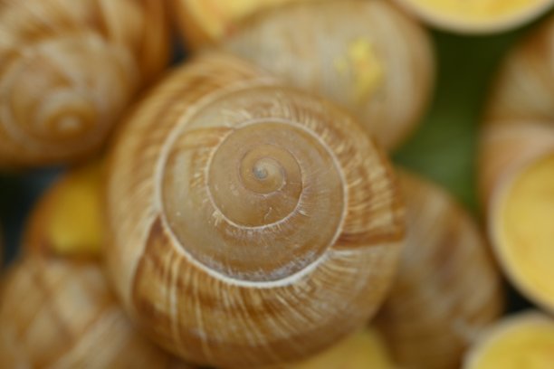 蓝色盘子中的奶酪酱蜗牛照片，蜗牛配上格拉纳帕达诺奶酪酱，白色背景下的菜单照片。图片下载