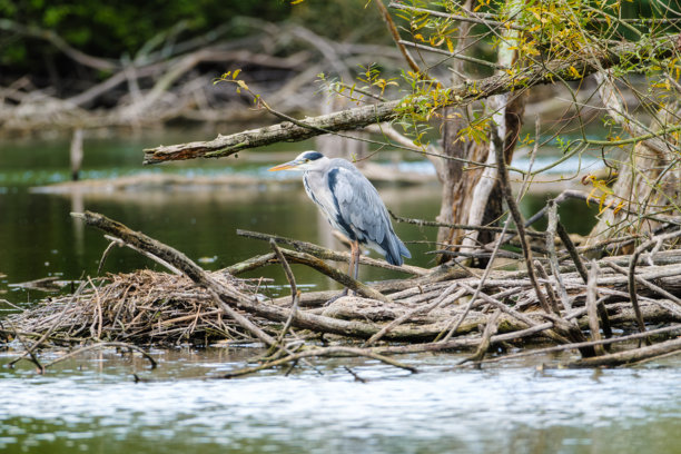 苍鹭。捕鱼鸟。野生鸟类。飞行和水鸟种类。适合用作壁纸或背景的照片。图片下载