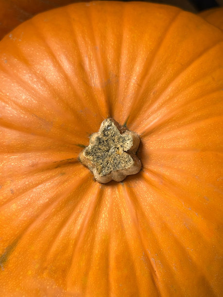 超大成熟的橙色南瓜在超市展示架上的全景图，切好的茎部准备出售，适合万圣节，俯视角度。图片下载