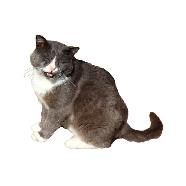 灰色的英国猫闭着眼睛，微微张嘴在喵喵叫 - 彩色照片，适合设计使用图片下载