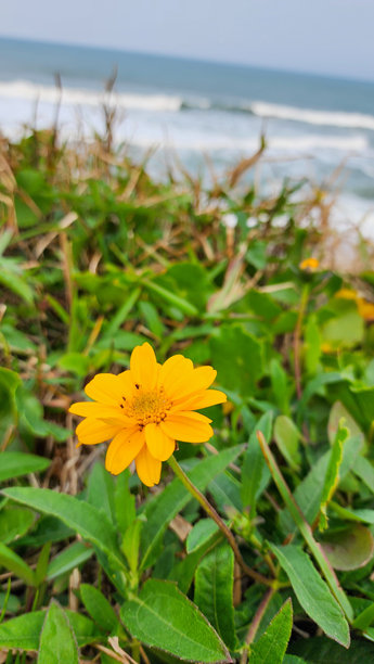 黄色花朵图片下载