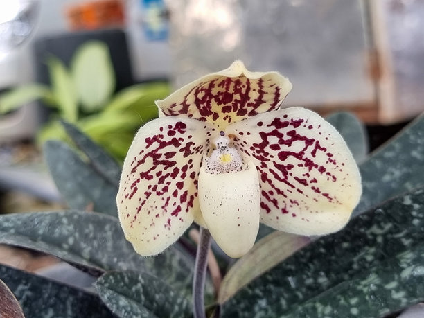 一种兰花，花瓣呈淡黄色，带有紫褐色斑点。聚焦于模糊背景中的一个特定点。图片下载