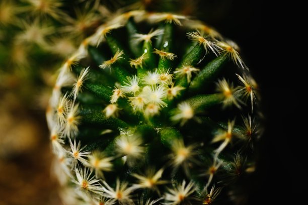 特写镜头展示了一株圆形仙人掌，表面覆盖着细小的黄色刺，背景为深色。这张照片突显了仙人掌的复杂图案和质感。图片下载