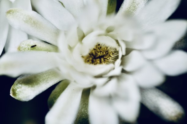 特写镜头展示了一株圆形仙人掌，表面覆盖着细小的黄色刺，背景为深色。照片突显了仙人掌的复杂纹理和图案。图片下载