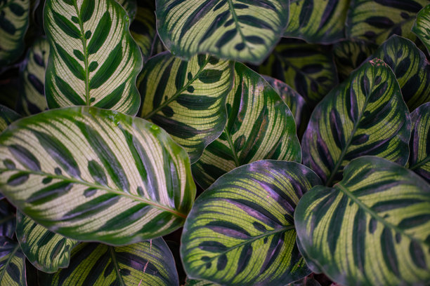 绿色热带叶子背景图片下载