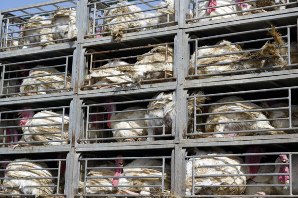 小金属笼子里装着火鸡的卡车运输。图片下载