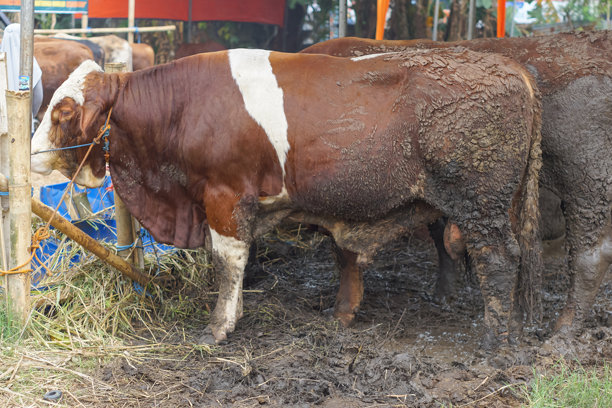 大型健康牛在牲畜市场出售图片下载
