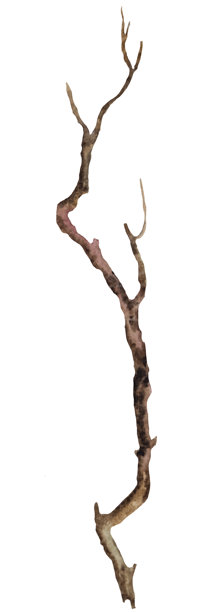 水彩棕色落叶树枝，乡村或波西米亚风格婚礼独立插图图片下载