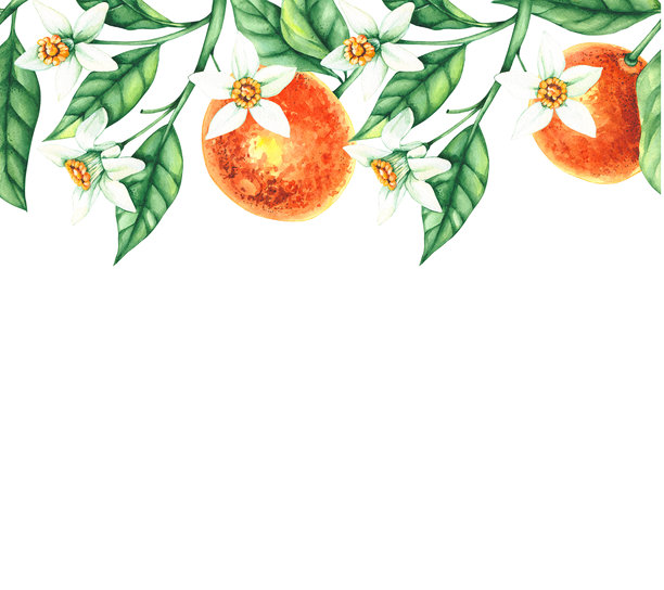 水彩植物插图，手绘橘子图片下载