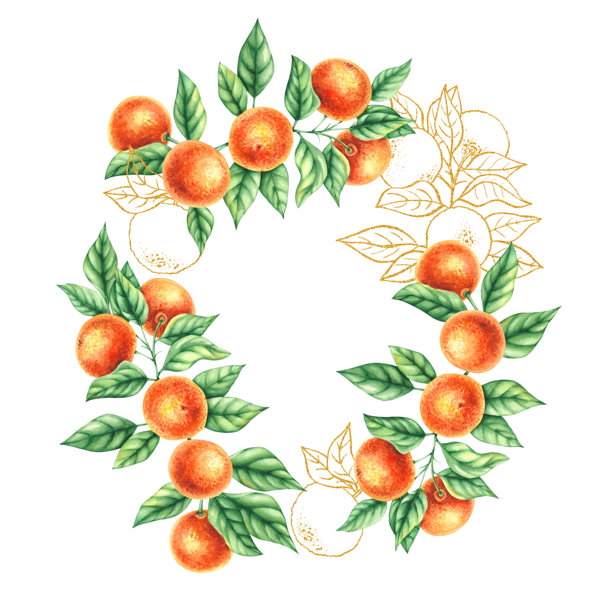 手绘橘子的水彩植物插图图片下载