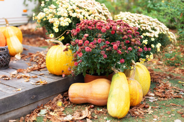 装饰有万圣节和感恩节元素的门廊，营造出温馨的秋季氛围。外部露台上摆放着秋季装饰，台阶上有南瓜。用南瓜和菊花装饰的房屋入口。图片下载
