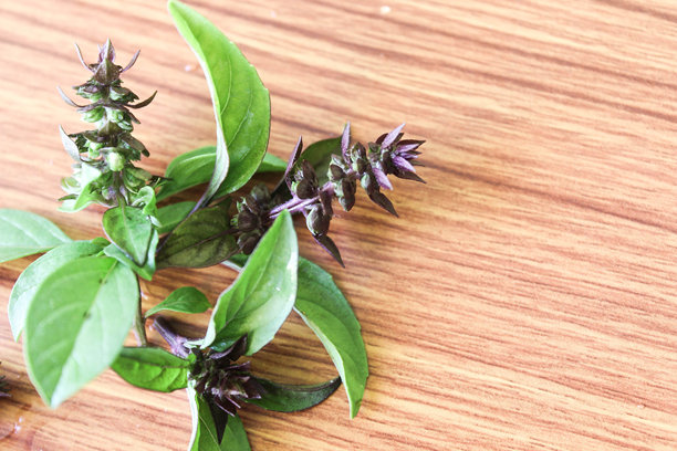 芳香草药 甜罗勒花图片下载