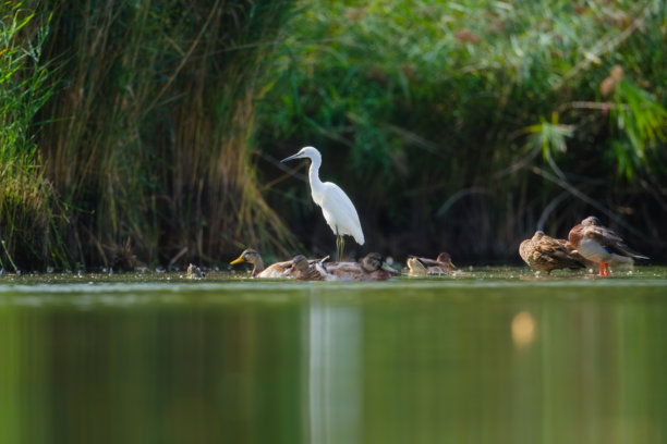 苍鹭。捕鱼鸟。野生鸟类。飞行和水鸟种类。适合用作壁纸或背景的照片。图片下载