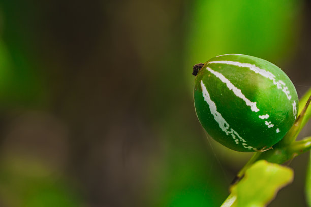 这张图片展示了绿色条纹水果的特写，背景是模糊的绿色。图片下载