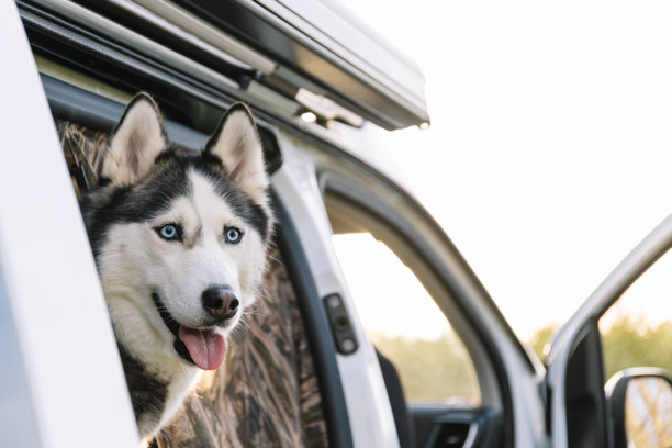 横向照片，哈士奇从房车的滑动门里探出头来。生活方式概念。图片下载