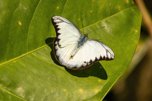 在吉隆坡的蝴蝶园中，一只蝴蝶的特写照片展示了它的自然色彩和宽大的翅膀。图片下载