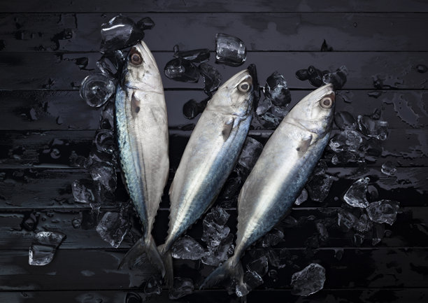 新鲜的鲭鱼，天然海鲜，放在冰上，摆放在黑色木质背景上。俯视图。图片下载
