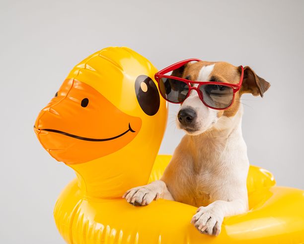 戴着太阳镜的杰克拉塞尔梗狗狗在白色背景上的充气鸭圈里。图片下载