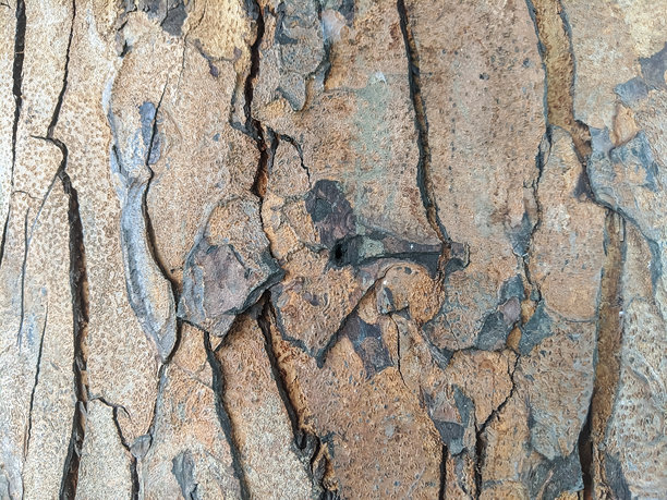 特写的树皮，表面有深裂纹和粗糙的纹理图案图片下载