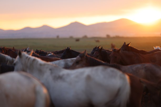 野生伊尔基马图片下载